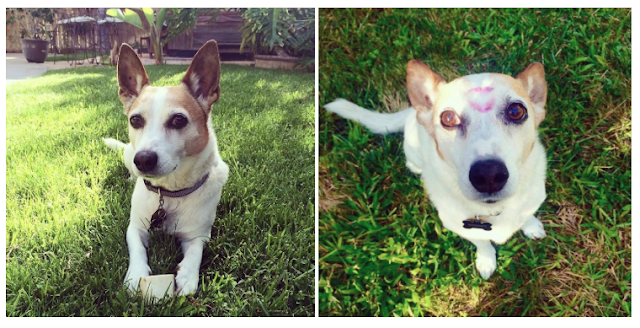 A senior Jack Russell Terrier - Snoopy