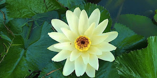 White Lotus Flower courtesy of FroyAgta: https://commons.wikimedia.org/wiki/File:White_Lotus_Flower_2.jpghttps://commons.wikimedia.org/wiki/File:White_Lotus_Flower_2.jpg