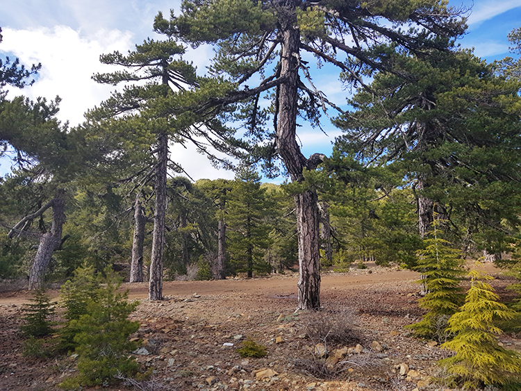 Forêt sur le mont