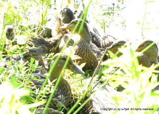 Mallard and Ducklings