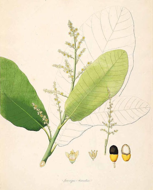 Семекарпус анакардиум (Semecarpus anacardium)