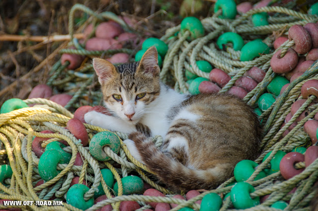 Cat in fish net