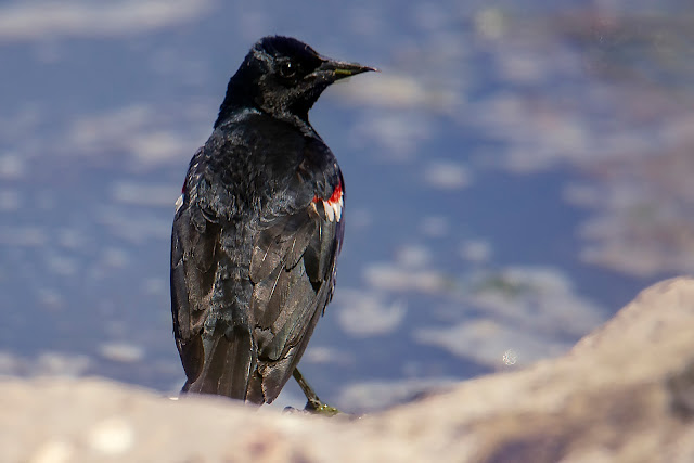 birdwatching, birds, ducks, photography, landscape, travel, California, Eared Grebes, Grebes, ducklings, babies, Clark's Grebe, Tri-colored Blackbird