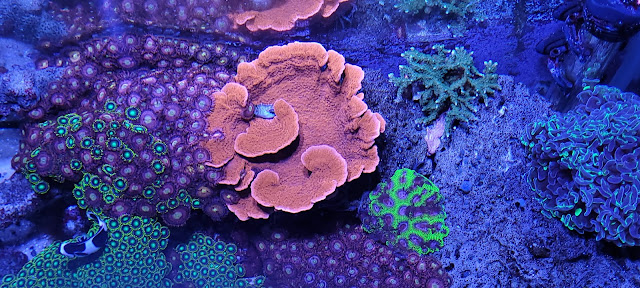 Saltwater reef tank coral