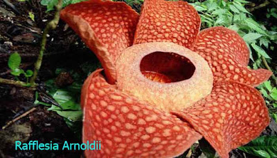 Rafflesia Arnoldii