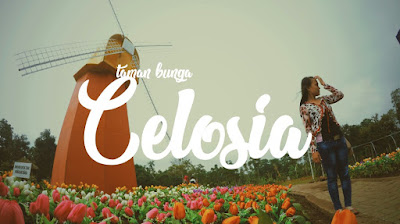 Taman Bunga Celosia Cover