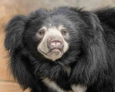 भालू (Sloth Bear) के बारे में 5 तथ्य जो आपको हैरान कर देंगे! | Sloth Bear Facts In Hindi