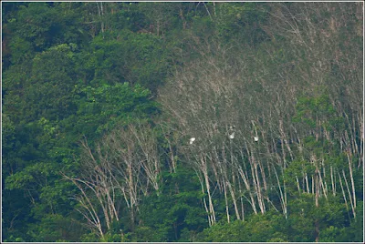 Egret  sp Flock Flying into the Forest