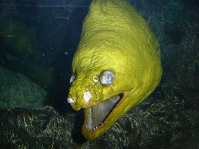 The Ugliest and Scariest Fish Seen On www.coolpicturegallery.us