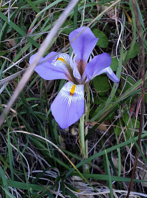 Photo 22/29 - Un iris d'Alger (Iris ungui...
