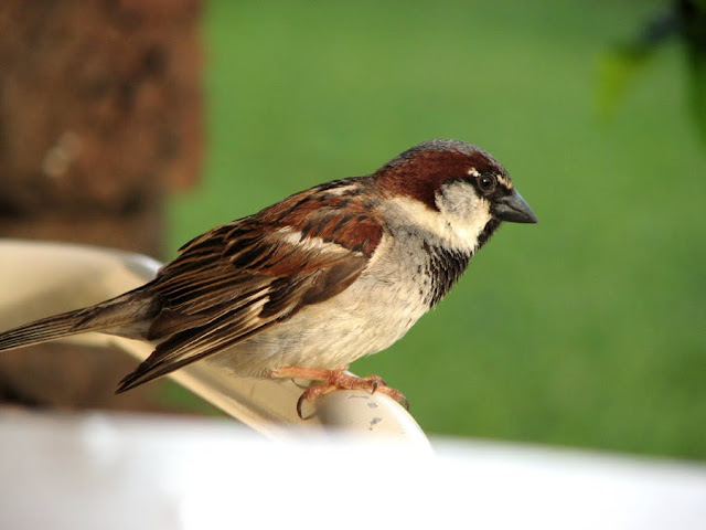 Bird, Maui