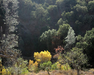 Brilliant yellow leaves on a sunlit tree in a valley along Panoche Road, San Benito County, California