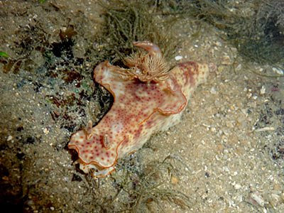 Ceratosoma gracillimum