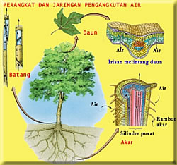 Blog Belajar IPA SMP: Organisasi Kehidupan