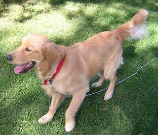 Golden Retriever Dog Pictures