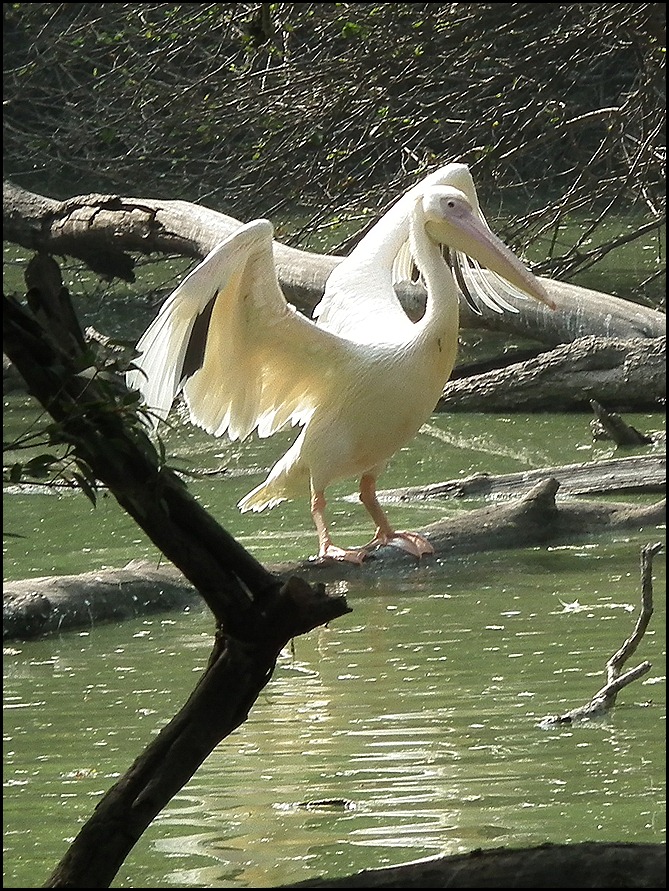 DSCF0036