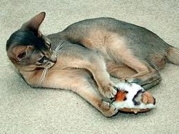 wild abyssinian