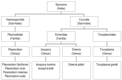 klasifikasi sporozoa