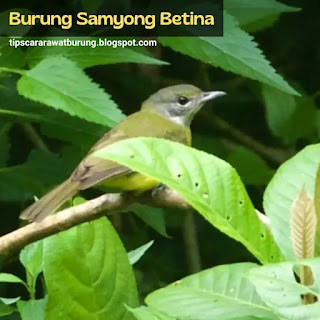 Burung Samyong Betina