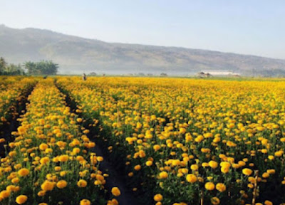Ladang Bunga Gemitir (Marigold) Desa Temukus