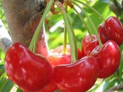 cherry fruit pictures
