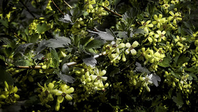 Ташкент. Весенние фотографии.  Tashkent. Spring photography.