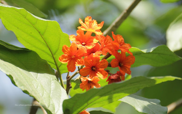 The Urban Gardener | Cordia sebestena