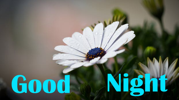 Good Night Wishes With flowers images
