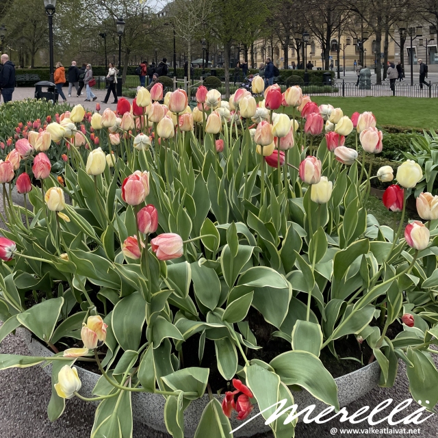 Stockholm - Kungsträdgården