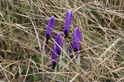 Bonte Krokus - Krookje - Crocus vernus