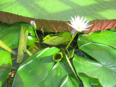 Victoria amazonica, botanical garden, Sweden