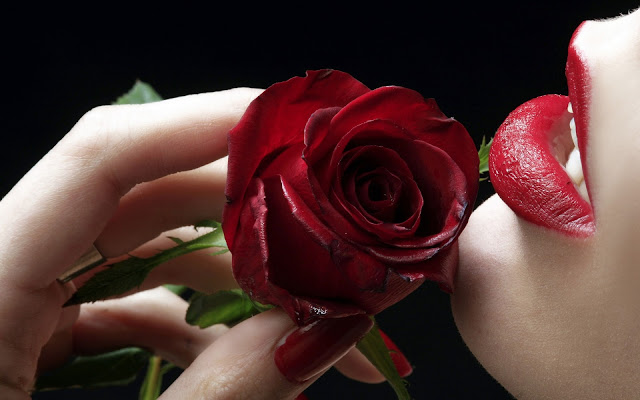 Beautiful Red Roses Hd