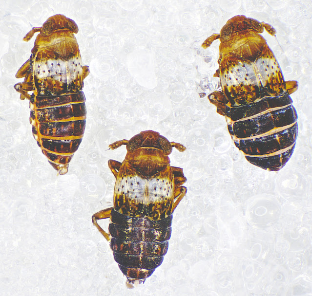 Conomelus anceps