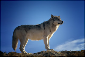 Lobo