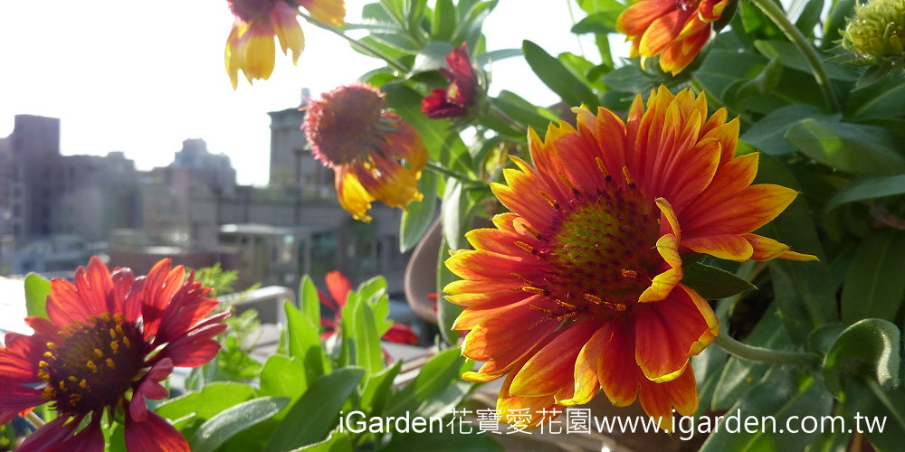 夏菊之美 菊科家族成員集合囉 園藝部落格 Igarden 花寶愛花園園藝文摘plus