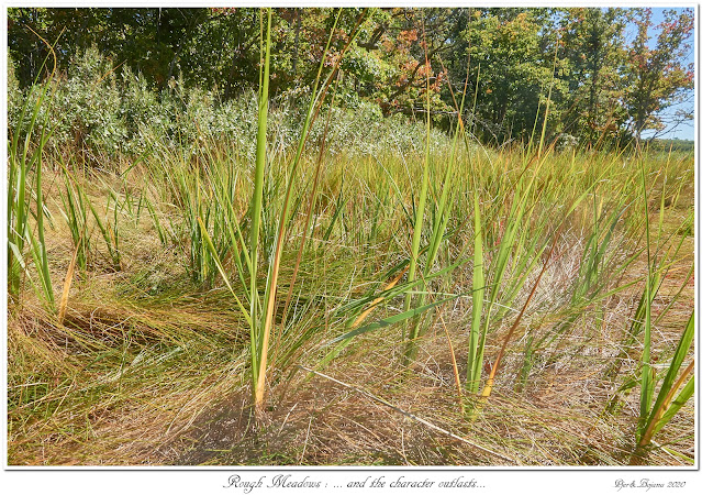 Rough Meadows: ... and the character outlasts...