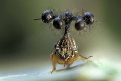 Treehopper Brasil, or Bocydium globulare