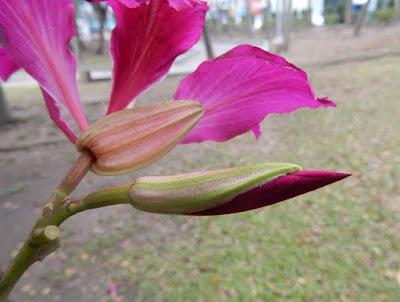艷紫荊的花苞