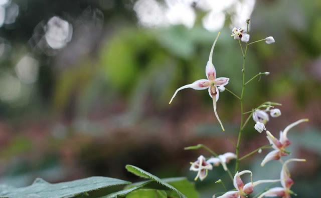 Epimedium Sagittatum Flowers Pictures