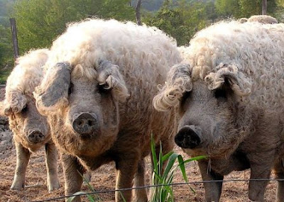 mangalica, Hongie, porc