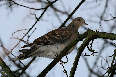 - Meenatortel - Streptopelia orientalis meena