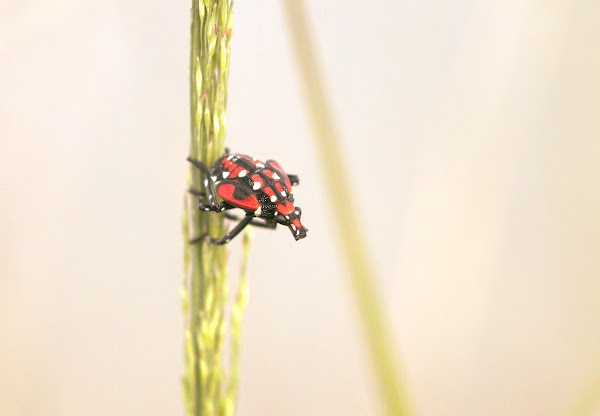 A fourth instar Spotted Lantern Fly nymph.