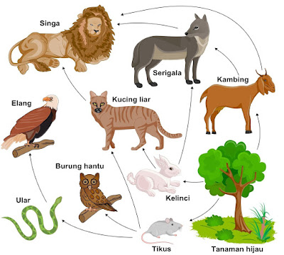 Aliran Energi di Ekosistem, Rantai Makanan, Jaring, Piramida, Jenis, Contoh, Gambar, Dinamika Populasi & Soal