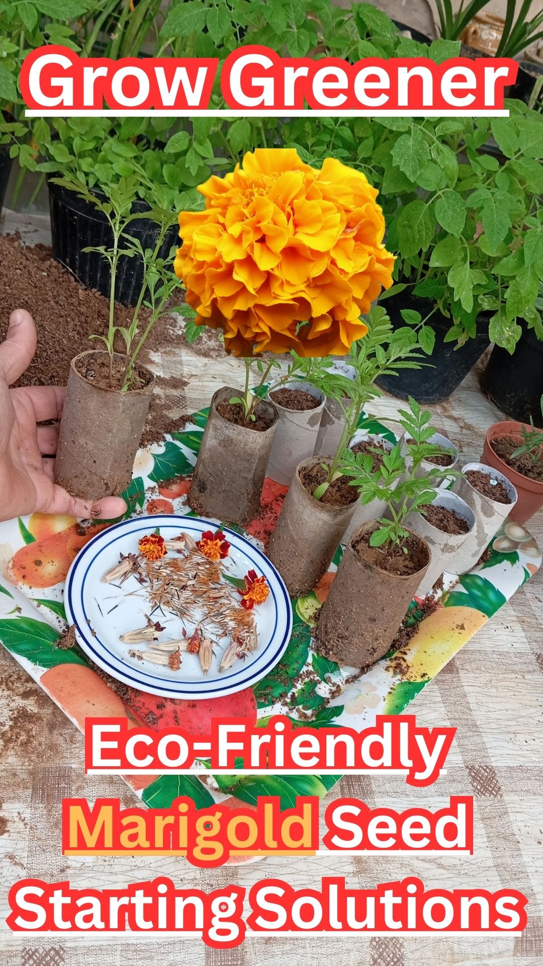 We're thrilled to share with you a creative and environmentally friendly way to start marigold seeds indoors using a simple household item: toilet paper rolls.