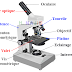 Optique Instrumentale || Travaux Pratiques Microscope