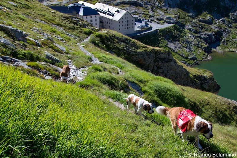 Hikes on the Pass with the Saint Bernards Things to Do Martigny Switzerland