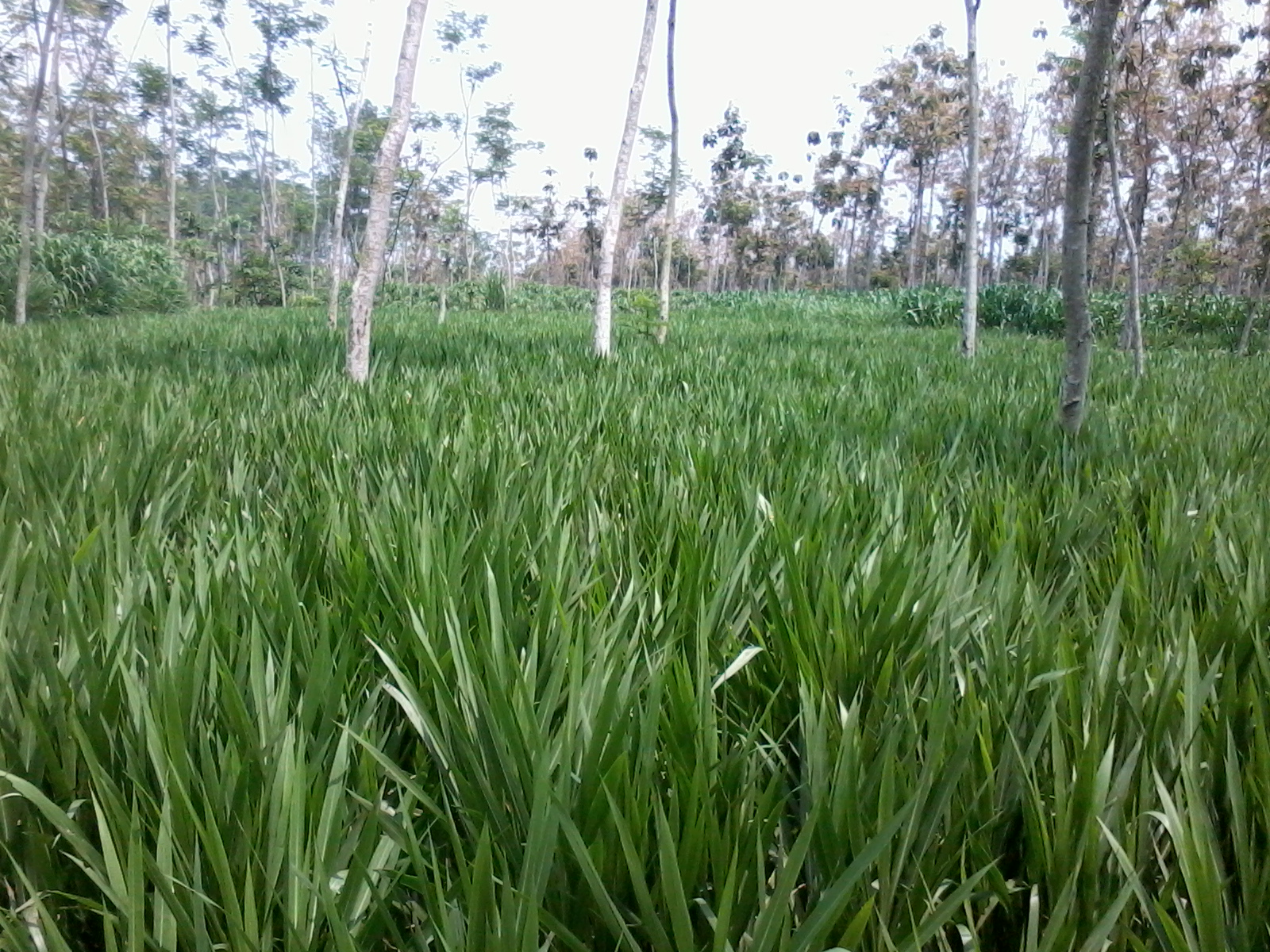 BIBIT RUMPUT  GAJAH  ODOT Rumput  Taman Malang