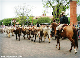 Vaqueros y Ganado en Fort Worth Stockyards, Texas