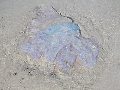 Jellyfish