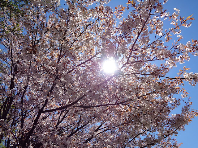 むきばんだ史跡公園の山桜